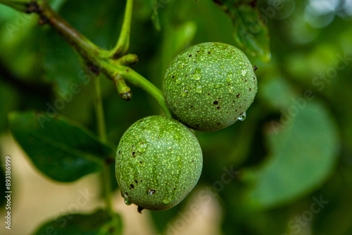 Green young walnuts grow on a tree after the rain. The walnut tree grows waiting to be harvested. Ripe nuts.