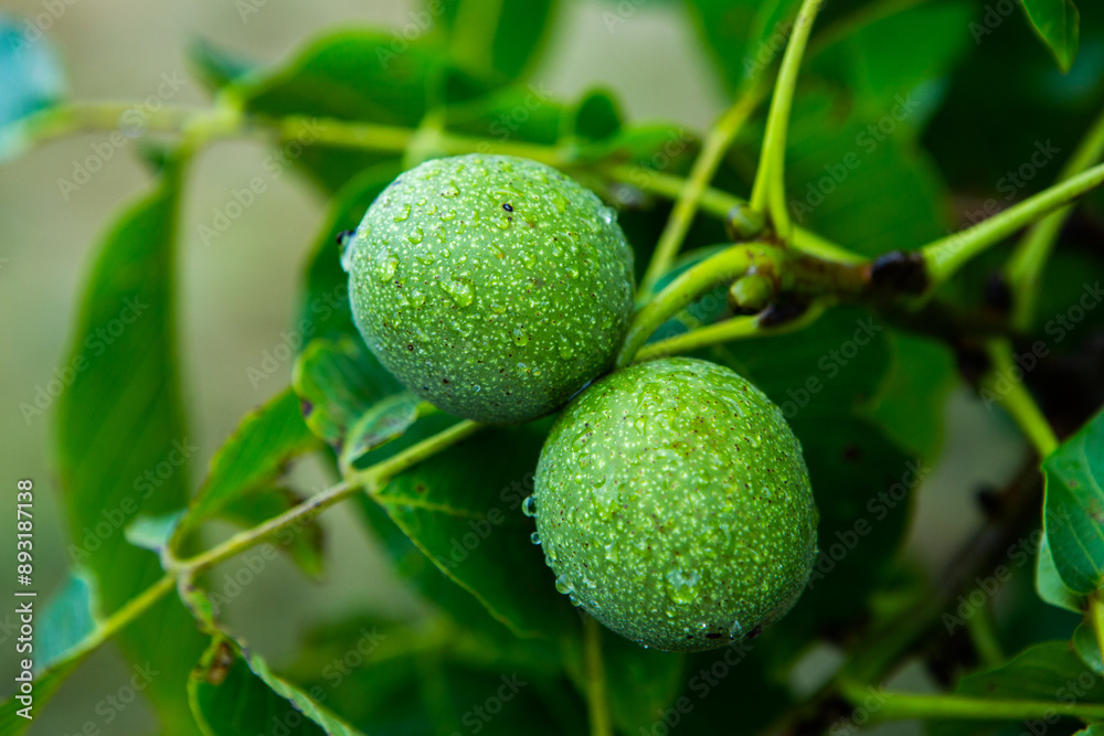 Green young walnuts grow on a tree after the rain. The walnut tree grows waiting to be harvested. Ripe nuts. Green young walnuts grow on a tree after the rain. The walnut tree grows waiting to be harvested. Ripe nuts.