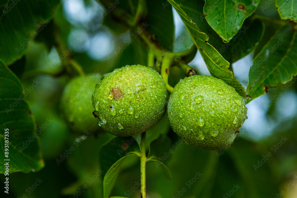 Green young walnuts grow on a tree after the rain. The walnut tree grows waiting to be harvested. Ripe nuts. Green young walnuts grow on a tree after the rain. The walnut tree grows waiting to be harvested. Ripe nuts.