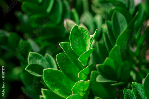  toxic gases.The stems and leaves of the Zamioculcas zamiifolia contain many calcium oxalate crystals,leaves. Zamioculcas zamiifolia Depending on the quantity needed, you can choose different propagat photo