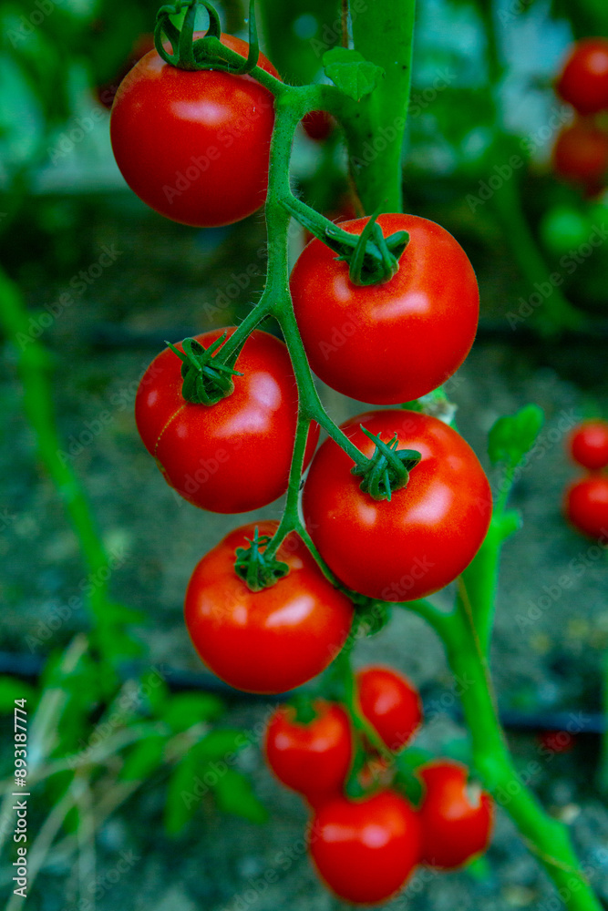 Red tomatoes on a branch in a greenhouse. Farm for growing vegetables. Eco plantation. Red tomatoes on a branch in a greenhouse. Farm for growing vegetables. Eco plantation.