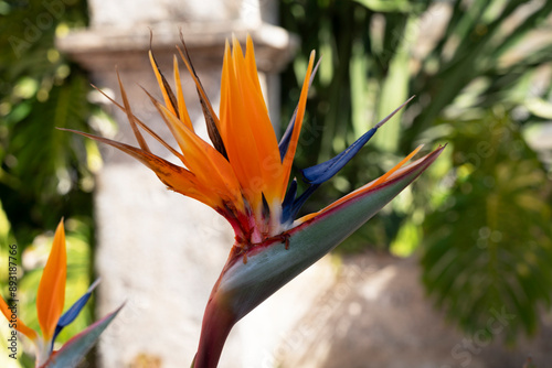 Tropical flower strelitzia, bird of paradise, Madeira island, Funchal, Portugal