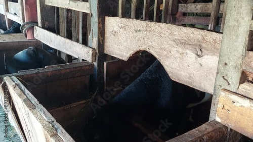 Video footage of a local female Indonesian black sheep in a pen eating
