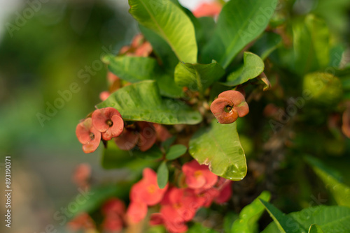  yellow, orange, purple, white.Kalanchoe pinnata Usually grown in bushes or cute mini pots for tabletop.Kalanchoe pinnata is a succulent and branched herbaceous plant that grows in bushes. The mature photo