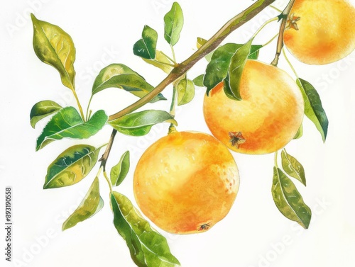 Juicy Chinese Pear: A Focus on Flavor and Freshness in 4:3 Aspect Ratio