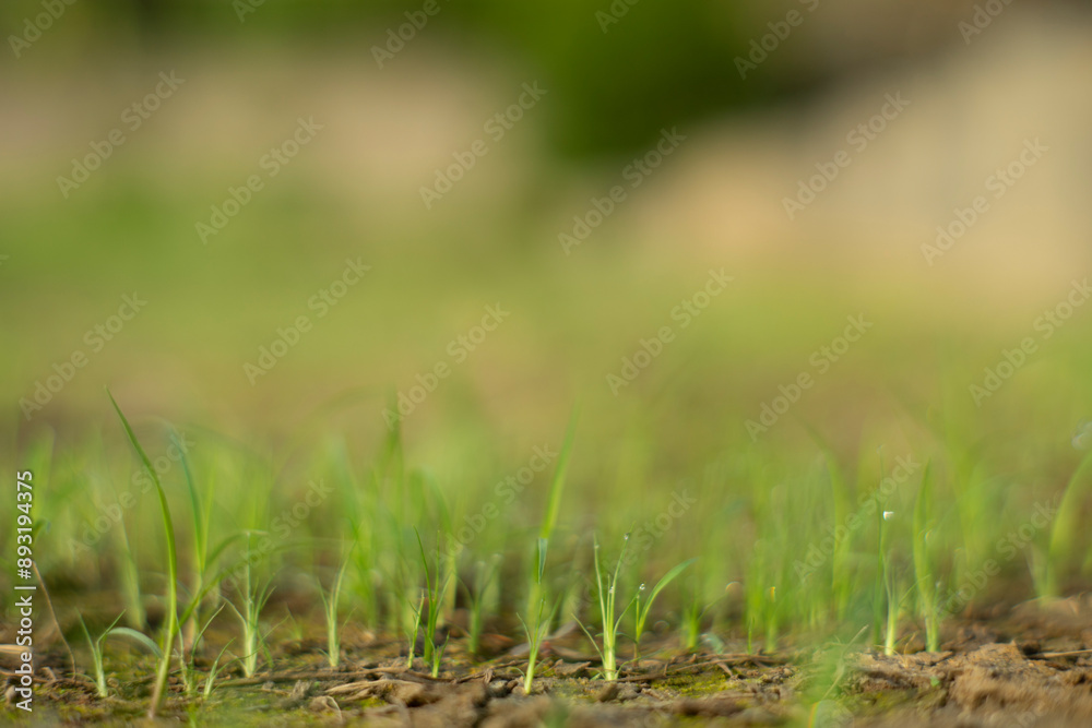 Fototapeta premium Zoysia Tenuifolia is often used to cover the ground of hills,Zoysia Tenuifolia open spaces, between rocks and around ponds, small needles create a beautiful green carpet.