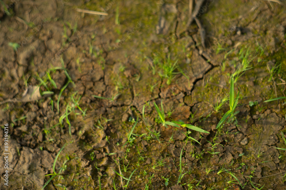 Zoysia Tenuifolia grow in small clusters, in the form of flowers about 2-3 cm long, each flower of Zoysia Tenuifolia has 8-10 flowers. Not suitable for planting Zoysia Tenuifolia grow in small clusters, in the form of flowers about 2-3 cm long, each flower of Zoysia Tenuifolia has 8-10 flowers. Not suitable for planting