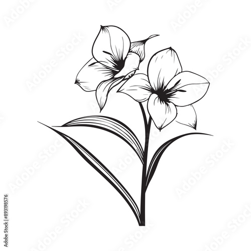 Daffodil flower vector illustration on a white background Stock Vector Image