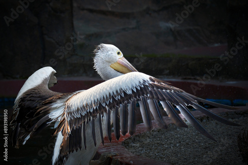 Photography Pelican on nature in summer.