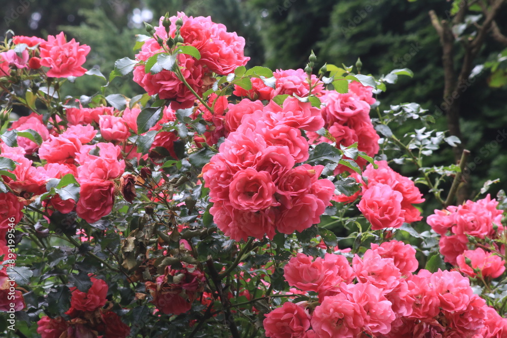 Rosenbusch mit rosa nostalgischen Rosen im Garten Rosenbusch mit rosa nostalgischen Rosen im Garten