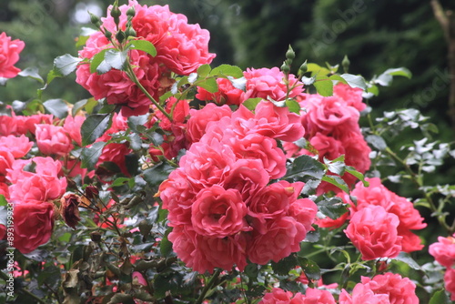 Garden with roses 