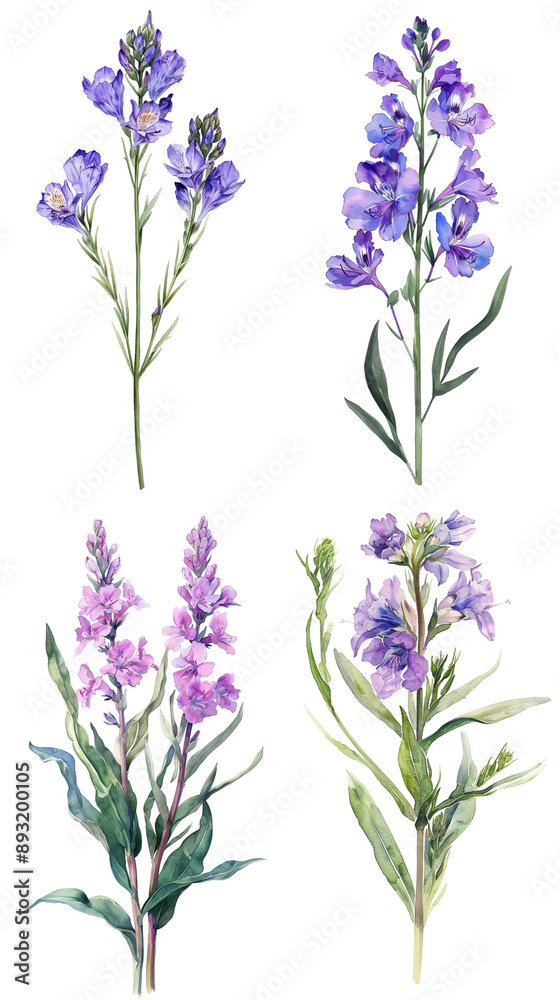 Fototapeta premium Watercolor Statice Limonium flower on Clear Background