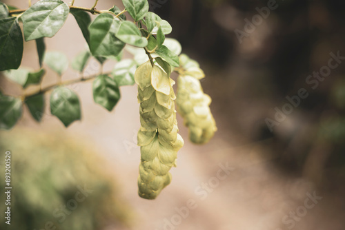  botany at the Tübingen University. The species epithet philippensis refers to the Philippines, a locality of natural distribution of the species.Gmelina philippensis is a plant species photo