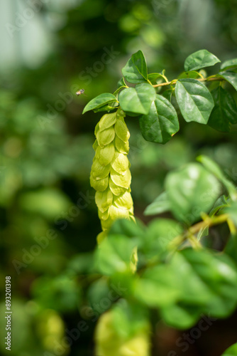  water and soil. This represents autonomy, endurance and strength to overcome difficulties. It is a perennial shrub famous for the beautiful beauty of its photo