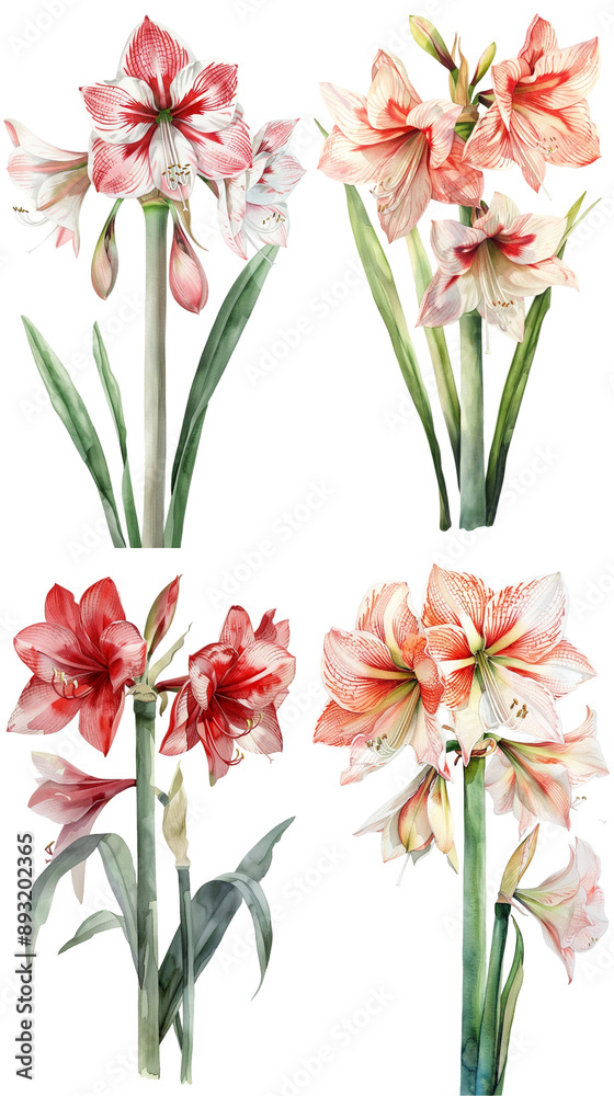 Obraz premium Watercolor Amaryllis Hippeastrum flower on Clear Background