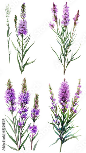 Watercolor Blazing Star Flower Or Liatris Spicata On Transparent Background