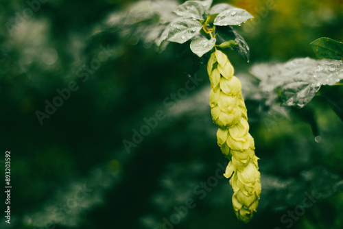  water and soil. This represents autonomy, endurance and strength to overcome difficulties. It is a perennial shrub famous for the beautiful beauty of its photo