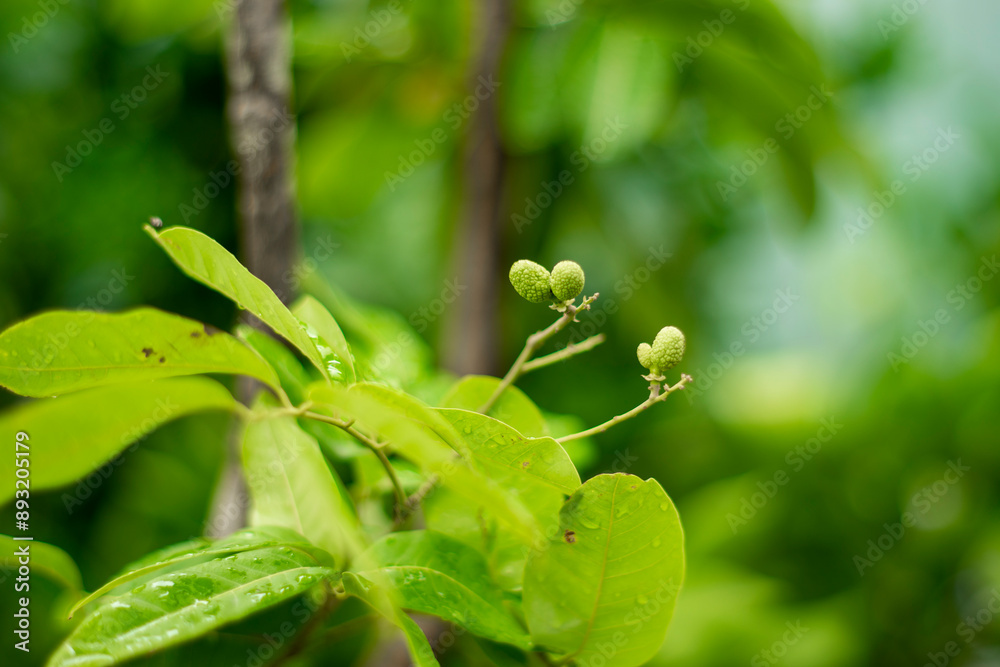 the tree,Longan orchards garden fruit on the longan tree / Tropical fruits in summer thailand,Freshness longans, Close up of very fresh the tree,Longan orchards garden fruit on the longan tree / Tropical fruits in summer thailand,Freshness longans, Close up of very fresh