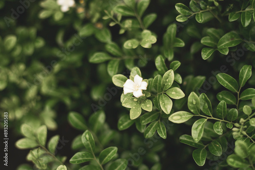 Flowers: Jasminum sambac usually concentrated at the ends of branches, usually each cluster has 2-3 flowers. Jasminum sambac is white in color