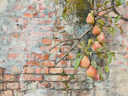 Pink Perfection: Espaliered Pear Tree Against Brick Wall photo