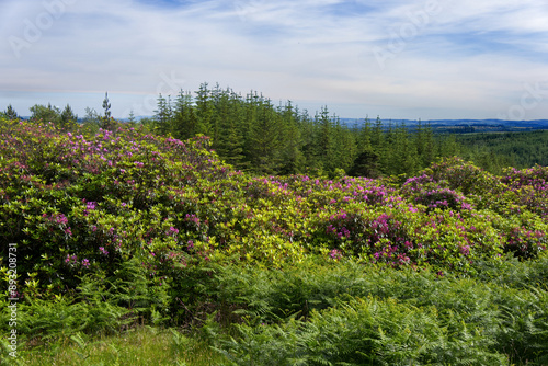 Ireland - R668 to The Vee Pass