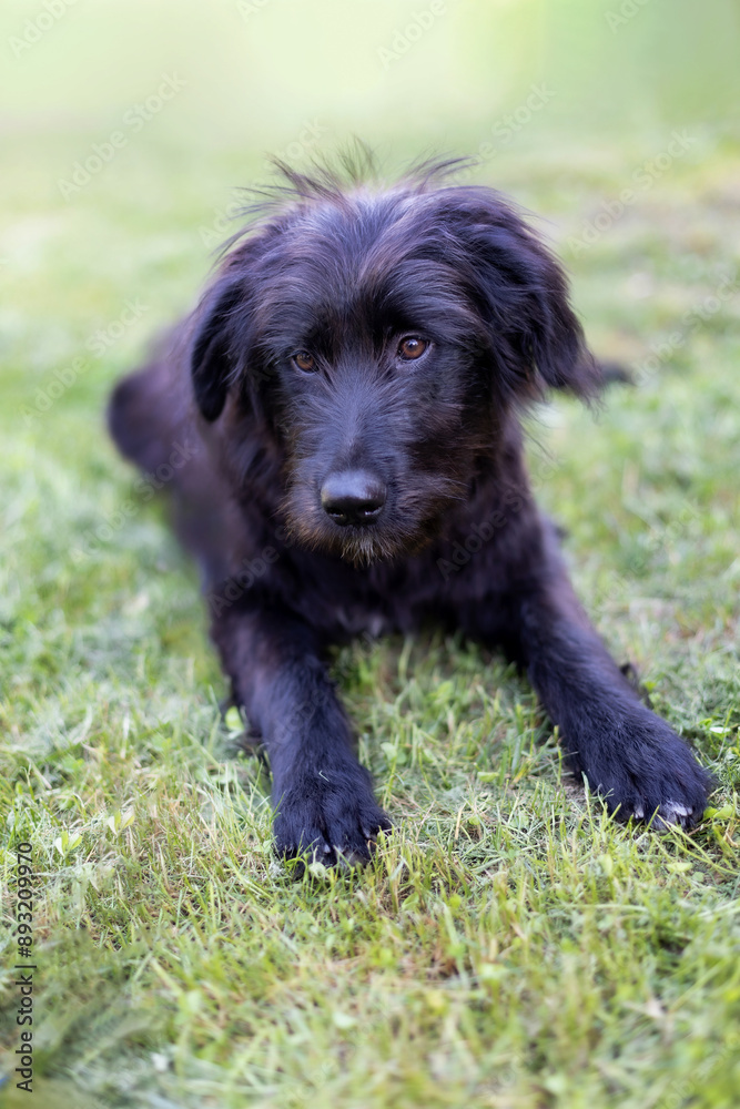 Black dog puppy lying down on grass Black dog puppy lying down on grass