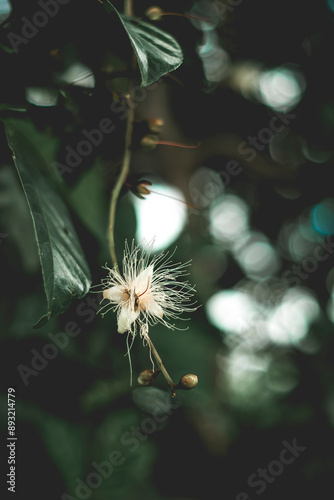 Barringtonia acutangula has many branches,the taller the Barringtonia acutangula, the wider the canopy. Barringtonia acutangula leaves are simple, rounded or slightly pointed, green, smooth, the top photo