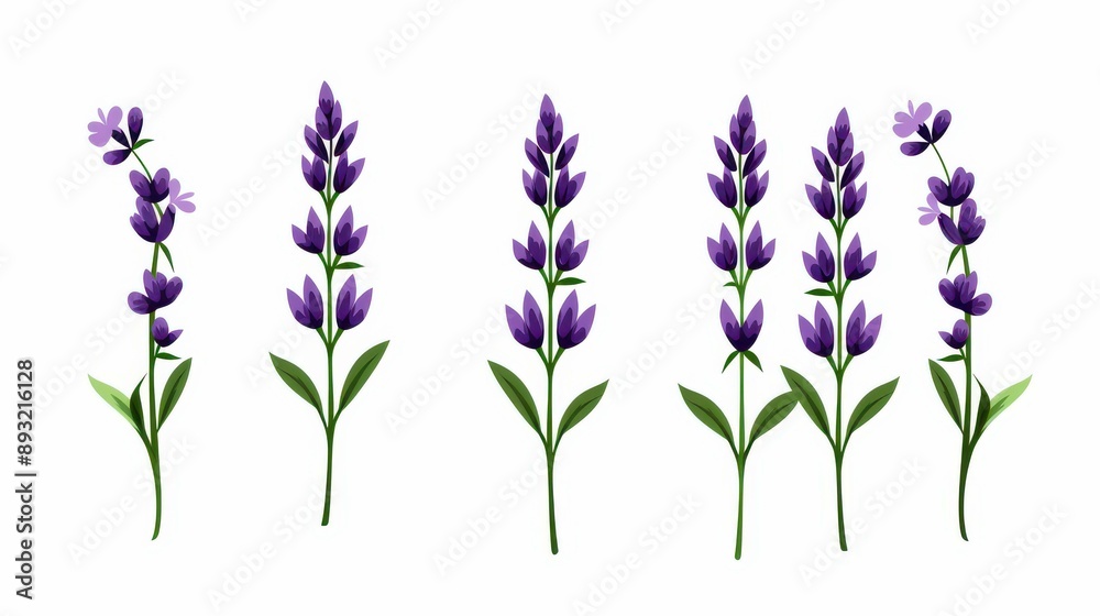 Fototapeta premium Vector illustration of lavender sprigs on white background.
