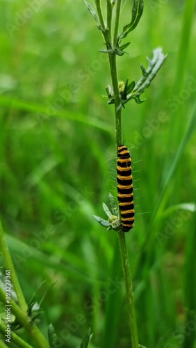 Tyria Jacobaeae, rups, st jacobskruid, vlinder, photo