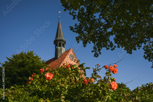 Germany, Schleswig-Holstein, Gelting, Flowering bush against rustic church photo