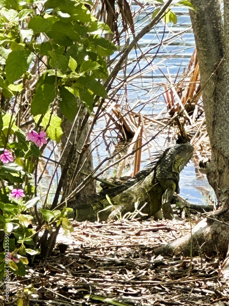 Obraz premium Reptile by the water