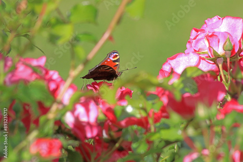 Roter Schmetterling auf dem Rosenbusch