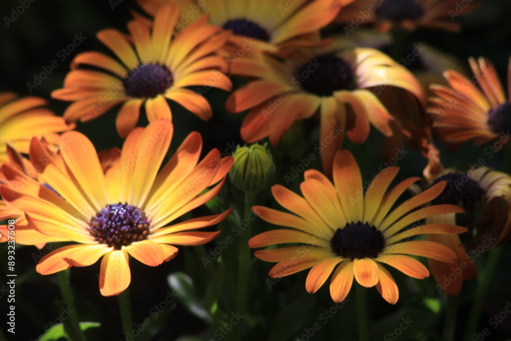 Fototapeta premium Gelbe Blumen im Garten