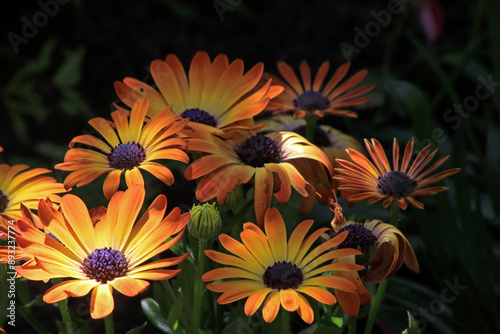 Gelbe Blumen im Garten