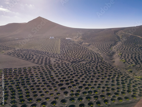 Spain, Canary Islands, Aerial view of volcanic vineyard on Lanzarote island