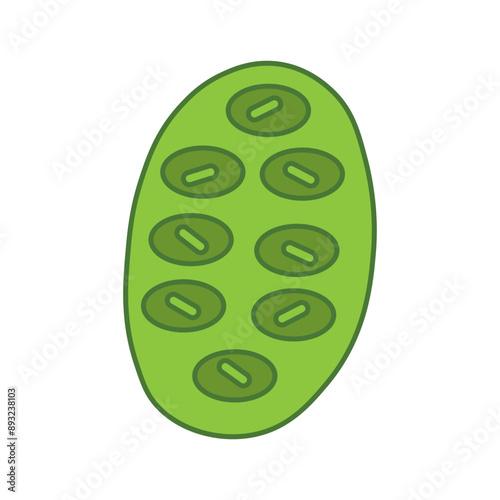 chloroplast