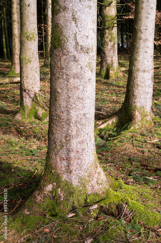 The Real Easy Company Foxholes Bois Jaques, Bastogne, Belgium photo