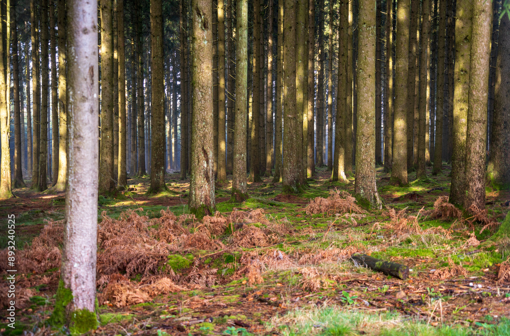 The Real Easy Company Foxholes Bois Jaques, Bastogne, Belgium The Real Easy Company Foxholes Bois Jaques, Bastogne, Belgium