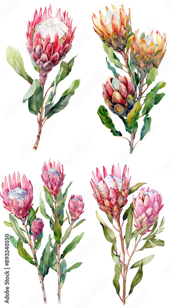 Obraz premium Watercolor Protea Flower On Transparent Background