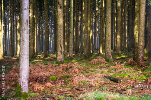 The Real Easy Company Foxholes Bois Jaques, Bastogne, Belgium