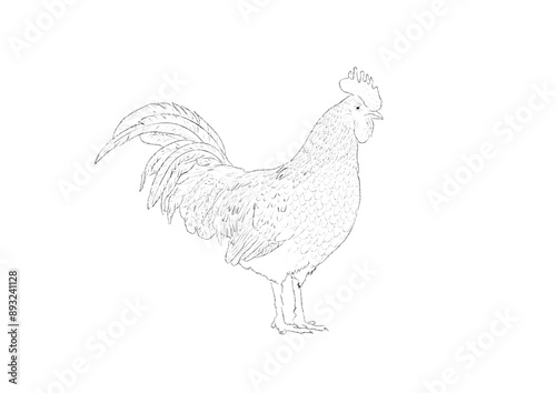 chicken, bird, hen, rooster, animal, farm, vector, isolated, poultry, white, illustration, cartoon, chick, silhouette, feather, beak, cockerel, fowl, agriculture, nature, egg, animals, livestock, art,