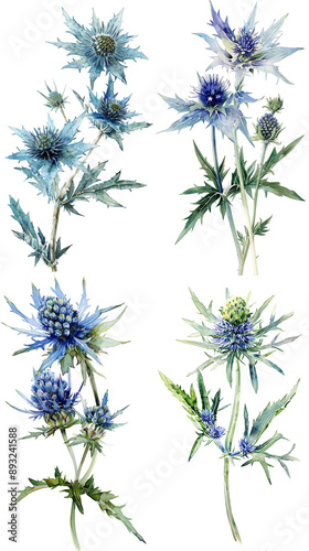 Watercolor Blue Sea Holly  Flower Or Eryngium On Transparent Background