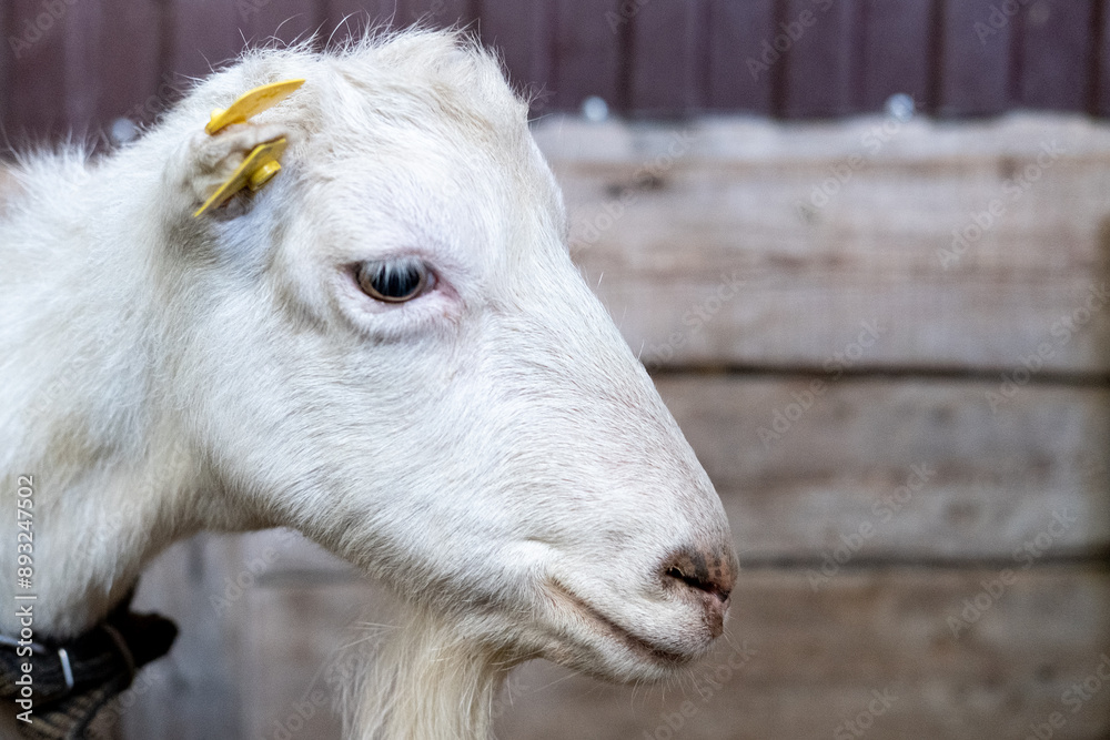 close up white goat in farm, cute animal close up white goat in farm, cute animal