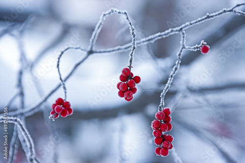 Close up of and winter view of frost on Ilex serrata with red fruits and branch at National Arboretum near Pocheon-si, South Korea
 photo