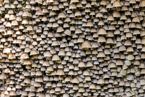 Close up and autumnal view of habitat of brown mushroom Coprinus micaceus with lid and stem at National Arboretum near Pocheon-si, South Korea
 photo