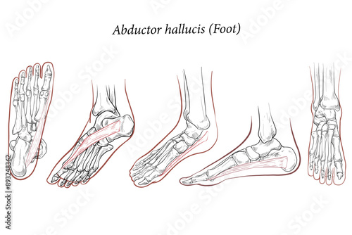 Medical illustration of Abductor Hallucis muscle foot, oblique side view of the foot. The metatarsal bones and muscles of the feet. Line drawings for medicine and sports science or education learning.