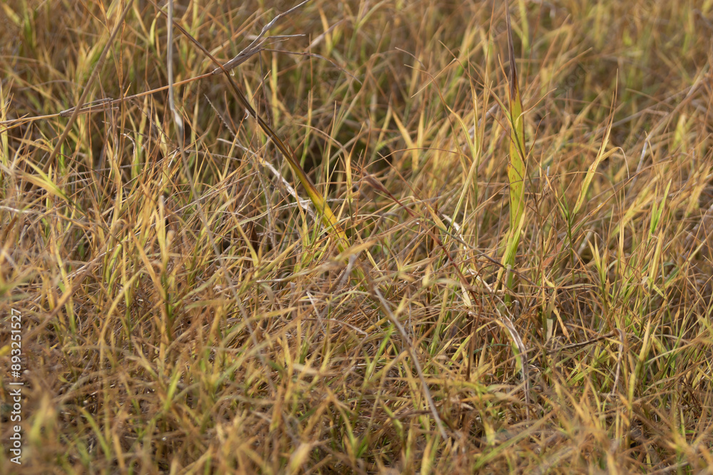 Grass flowers in the wasteland along the road Grass flowers in the wasteland along the road