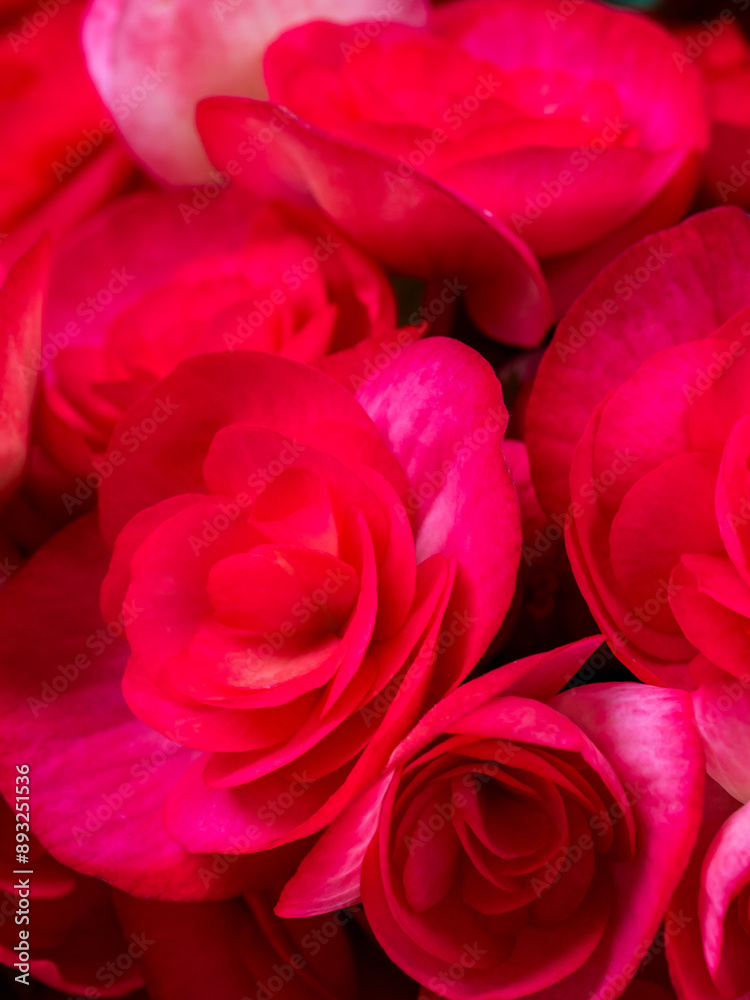 Close-up photo of a bouquet of hydrangeas flowers Close-up photo of a bouquet of hydrangeas flowers