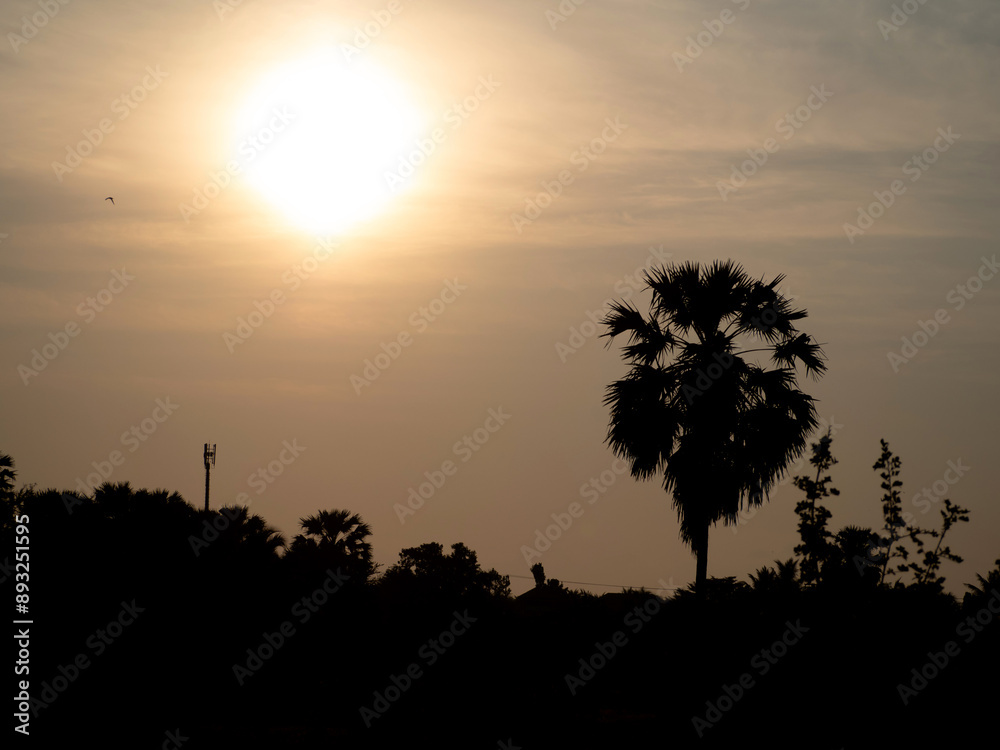 Obraz premium Sugar palm trees and trees in the shadows and glare of the morning sun