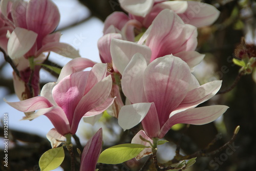 Die rosa pink Blüten am Magnolienbaum